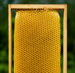 طبق زنبور عسل