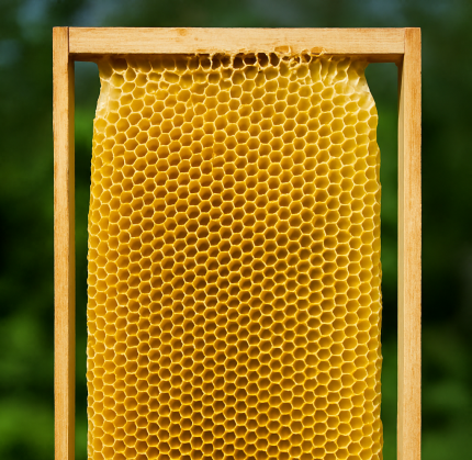 طبق زنبور عسل