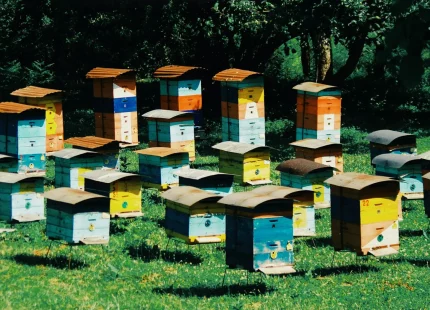 عسل ارگانیک سلمانی