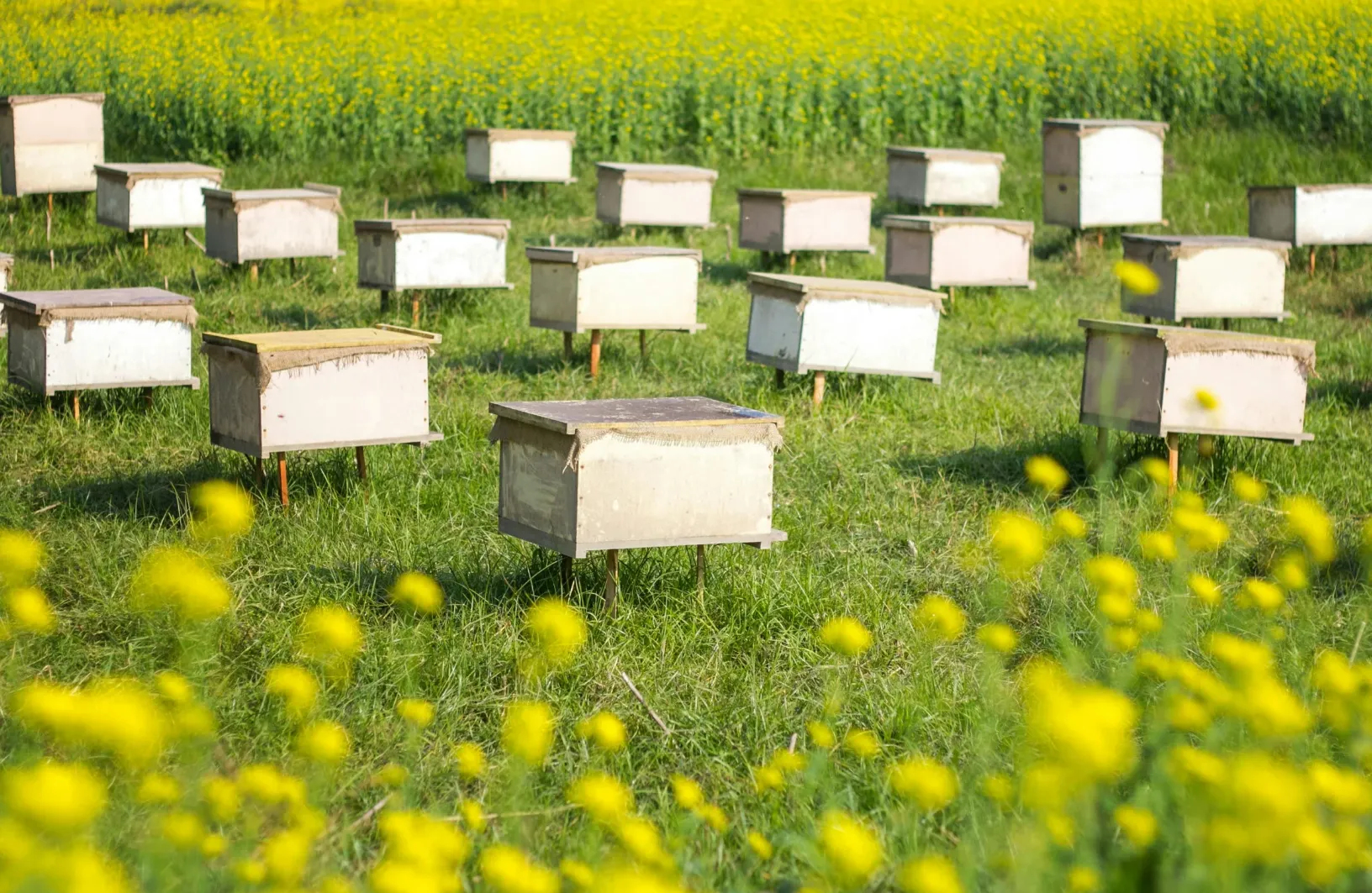 عسل ارگانیک